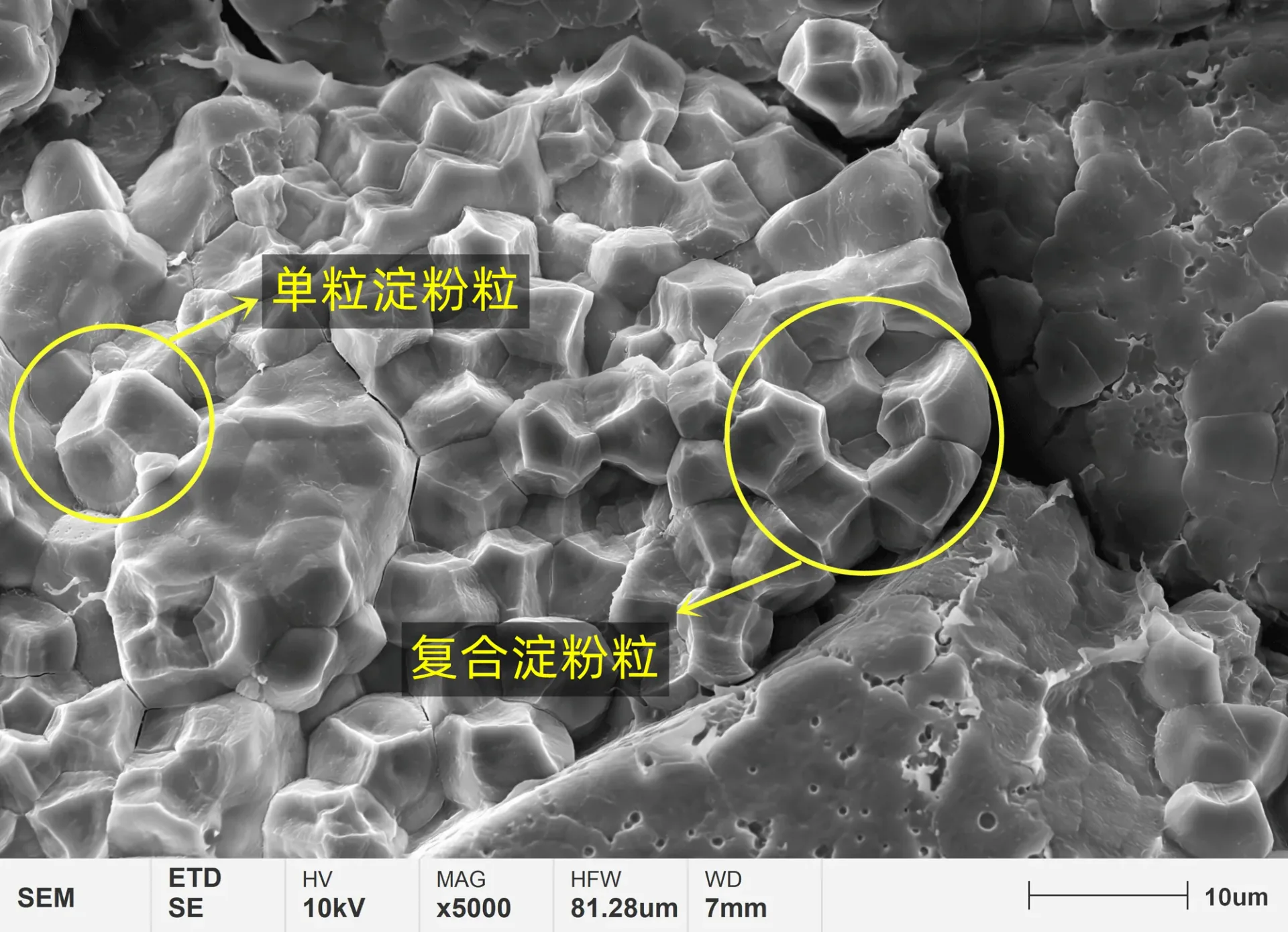 1658909281976770776.png 新米胚乳淀粉颗粒显微结构.png